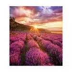 Samsung IF015H, IF020H, IF025H Modul Referenz