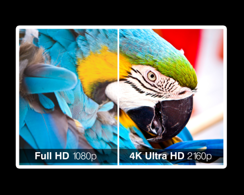 Split image of a parrot comparing screen resolutions: the left side labeled Full HD 1080p shows a less sharp, slightly blurry parrot, while the right side labeled 4K Ultra HD 2160p displays the parrot with vivid colors and crisp, detailed feathers to highlight the difference in image clarity.