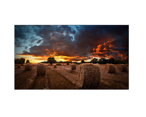Dramatischer Sonnenuntergang über einem Feld mit großen runden Strohballen; goldenes Licht beleuchtet Wolken und Landschaft, Bäume am Horizont - idyllische Landszene, ideal als Wandbild zu mieten oder zu kaufen für Ihr ländliches Traumambiente.