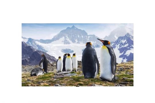 Kaiserpinguin-Figurenset: Mehrere realistisch gestaltete Kaiserpinguin-Figuren stehen auf steinigem Untergrund, im Hintergrund sind schneebedeckte Berge und ein Gletscher zu sehen. Perfekt für naturnahe Dekoration oder als Sammelfiguren.